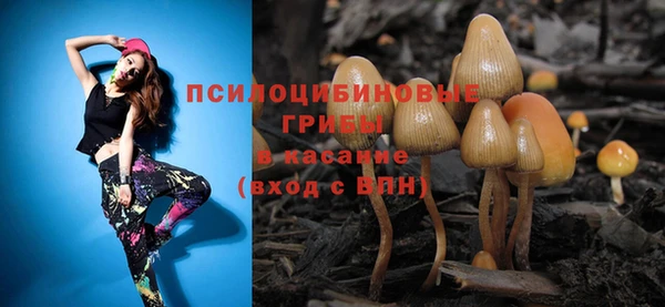 прущие грибы Нефтекумск